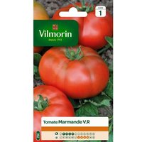 Graines De Tomate Variété "Marmande" Vilmorin Semis De Février À Mai