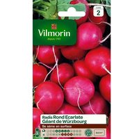 Graines De Radis Variété "Géant De Wurzbourg" Vilmorin Semis D'avril À Août