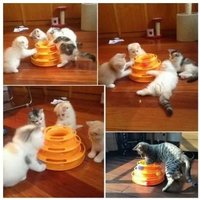 Jouet Interactif Chase Ball Plate Interactive Jouets Animaux Chat (Orange)Orange