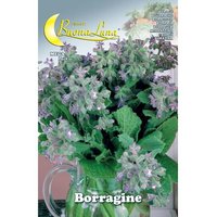 10 XGRAINES DE BOURRACHE DE JARDIN