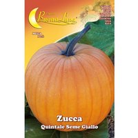 10 XGRAINES DE JARDIN DE CITROUILLE QUINTALE