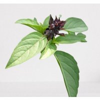 100 Graines Aromatiques À Semer - Le Grenier D'abondance - Basilic Réglisse - Ocimum Basilicum