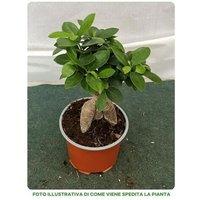 1 Pianta Di Ficus Microcarpa Ginseng Vaso 12cm Da Interno