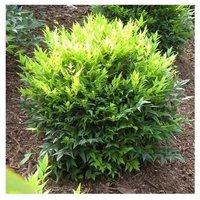 1 PIANTA DI NANDINA DOMESTICA LEMON LIME IN VASO 18CM AIUOLE ROCCIOSI