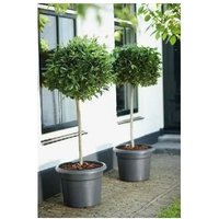 Elho 2055350 Green Basics Cilinder Pot De Fleurs Noir 30 X 30 X 22 Cm