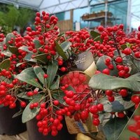 1 PIANTA DI SKIMMIA JAPONICA DESIRE VASO 19CM
