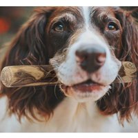 Coffee Stix Lot De 2 Petits Jouets À Mâcher Pour Chiens De Petite Taille-Jouets À Mâcher Naturels Pour Chien Résistants Et Durables Pour Mâcheurs