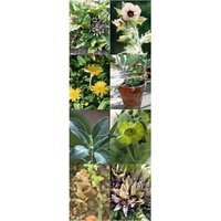 Plantes Magiques Et Chamaniques - Kit De Graines Avec 5 Variétés Ethnobotaniques