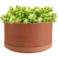 Nouvelhorizonstore-Pots De Fleurs En Terre Cuite 15 Cm De Diamètre Pot De Fleurs Peu Profond Pour Plantes Dintérieur Et Dextérieur Pot Rond Pour