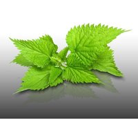 500 Graines À Semer - Le Grenier D'abondance - Ortie - Urtica Dioica