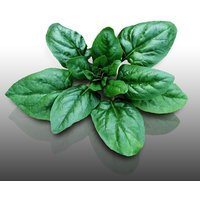 100 Graines Bio À Semer - Le Grenier D'abondance - Epinard Matador - Certifié Ab - Spinacia Oleracea