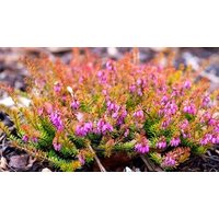 Erica Carnea Ann Sparkles Heather 1 2 or 4 Plants