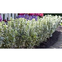 Euonymus japonicus White Spire Japanese Spindle 1 or 2 Pots