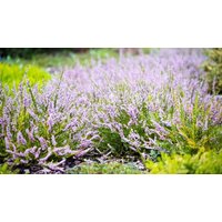 4 Pack Easter Bonfire Scottish Heather