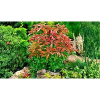 Pieris Mountain Fire Evergreen Shrub