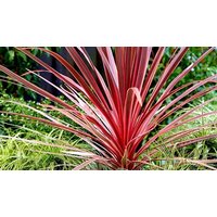 Cordyline Charlie Palm Tree 1 or 2 Pots