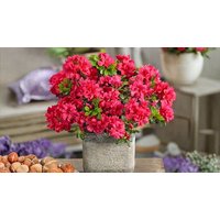Dwarf Japanese Azalea Japonica Mothers Day Shrub