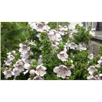 Prostranthera Cuneata Alpine Plant 4 Options