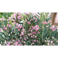 Andromeda Ericaceae Blue Ice Evergreen Shrub 2 Litre