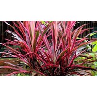 Cordyline Southern Splendour Palm Tree 1 or 2 Pots