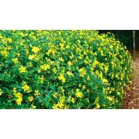 St Johns Wort Hypericum Hidcote Plant