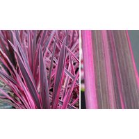 Cordyline Pink Passion 1 or 2 Pots