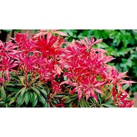1 or 3 Pack Pieris Japonica Forest Flame Plants 9cm or Pots
