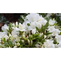 Dwarf Japanese Azalea Japonica Diamant White 2 Sizes