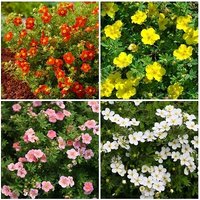 Garden Ready Potentilla Collection 4 Varieties