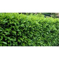 5 10 or 20 Pack Cherry Laurel Evergreen Shrub Prunus laurocerasus