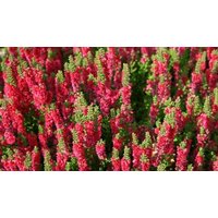 3 Pack Scottish Heather Calluna Vulgaris Dark Beauty Plants