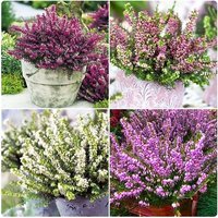 Heather Erica Darleyensis Collection 4 or 8 Plants