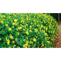 St Johns Wort Hypericum Hidcote Plant 1 2 or 4 Pots