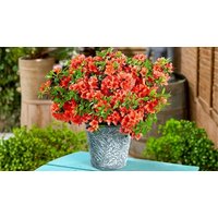 8 Pack Dwarf Japanese Azalea Variety Collection