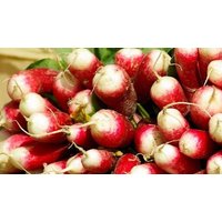 400 Seeds French Breakfast Radish