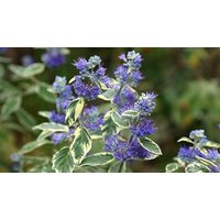 Caryopteris x Clandonensis Bluebeard White Surprise 1 or 2 Pots