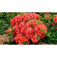 Dwarf Japanese Azalea Japonica Geisha 3 Options