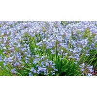 Agapanthus Blue Storm African Lillies 1 or 3 Pots