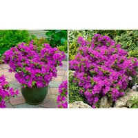 Dwarf Japanese Azalea Japonica Geisha Lilac 3 Options