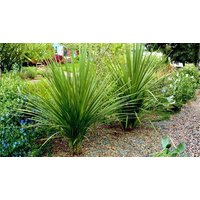 Cordyline Australis Cabbage Palm Tree 3 Options