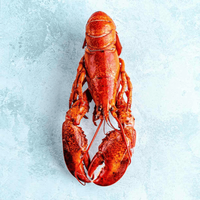 The Fish Society Wild Cooked American Lobster 400 g