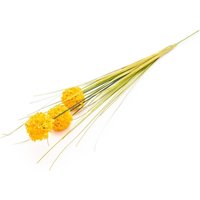 Candlelight Artificial Billy Button Grass Stem Yellow 68cm