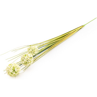 Candlelight Artificial Billy Button Grass Stem White 68cm