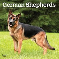 German Shepherds 2025 12 X 24 Inch Monthly Square Wall Calendar Plastic-Free - German Shepherds 2025 12 X 24 Inch Monthly Square Wall Calendar Plastic-Free - jetzt bei oelder-buchhandlung.de kaufen