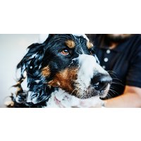 Dog Grooming or Animal Care Course
