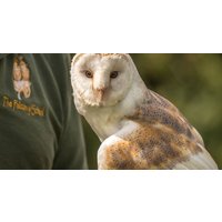 Up to 60% Off on Falconry - Recreational at The Falconry School
