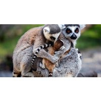 Meet Animals Up Close: Exotic Animal Experience for Two or Four