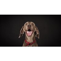 Pet Photoshoot with one Print