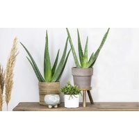 Groupon 2erSet Aloe Vera Pflanzen Barbadensis