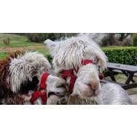 Bridge End Alpacas – Pet & Feed Alpacas, Up to50% Fun for all!